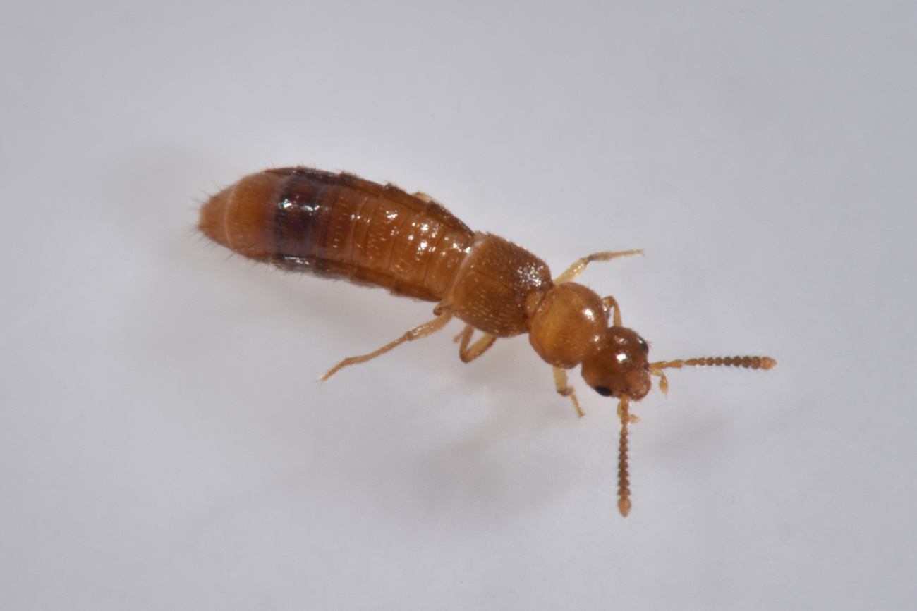 Staphylinidae:  Geostiba sp?